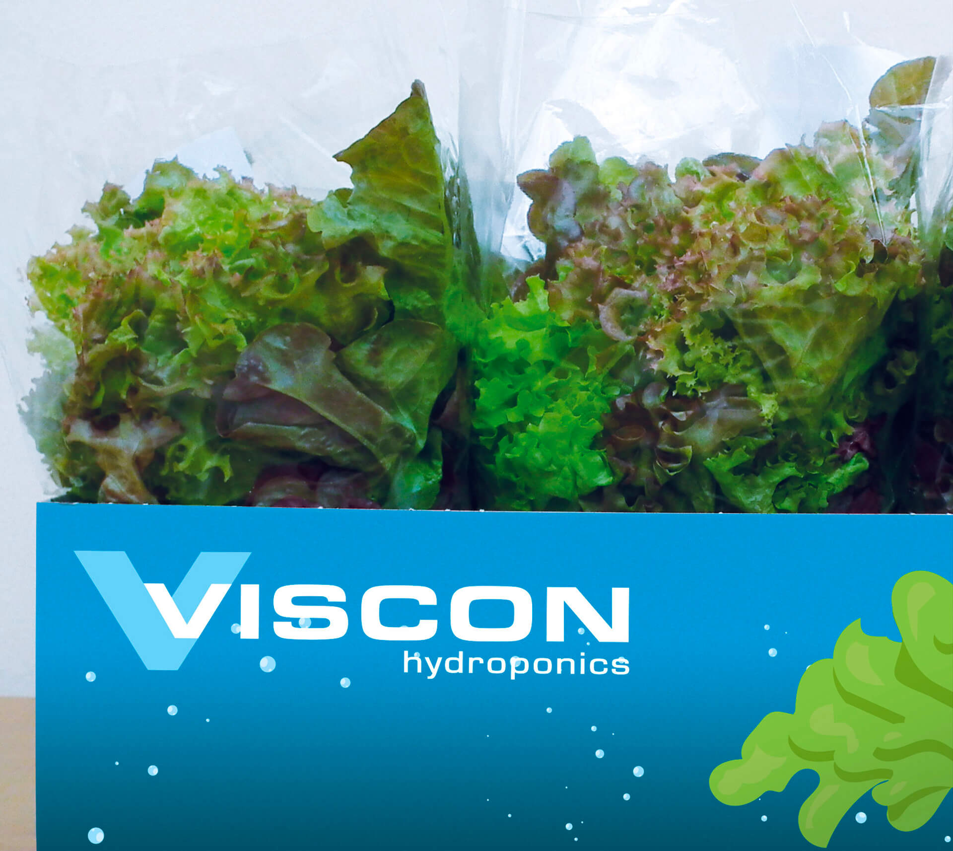 growing lettuce using deep water culture
