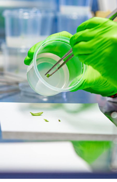 cannabis tissue culture and cloning