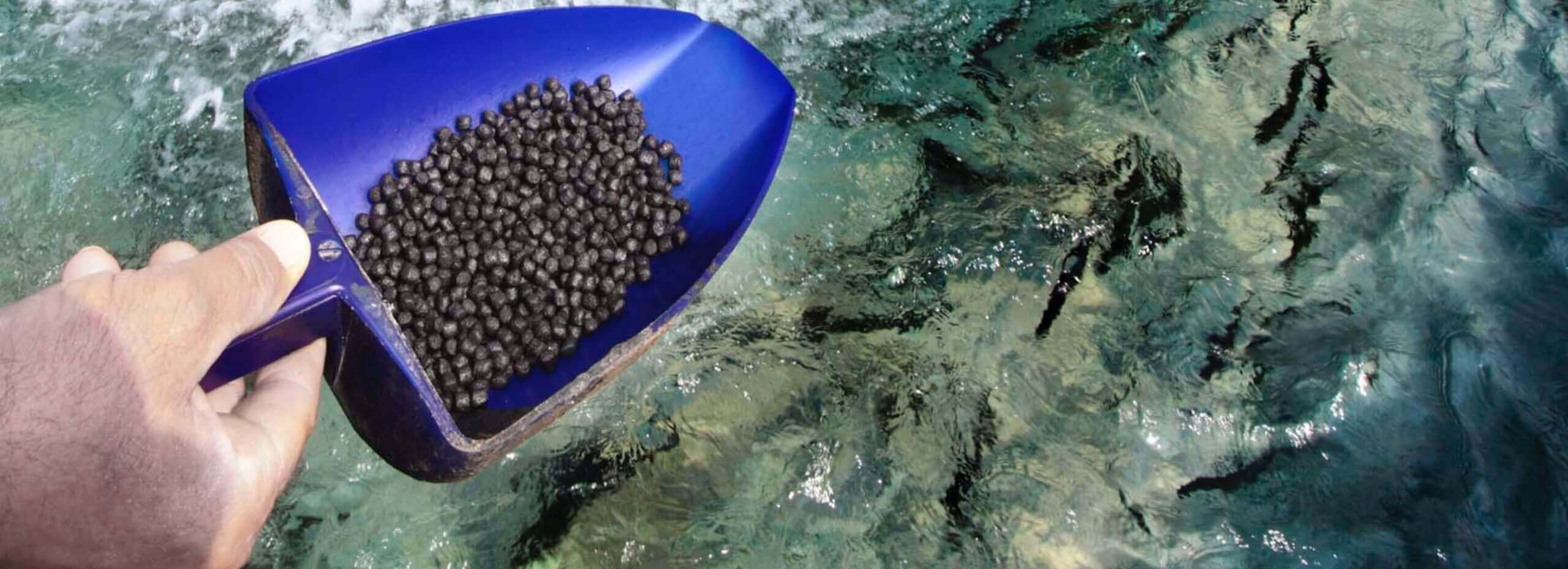 insect protein for aquaculture