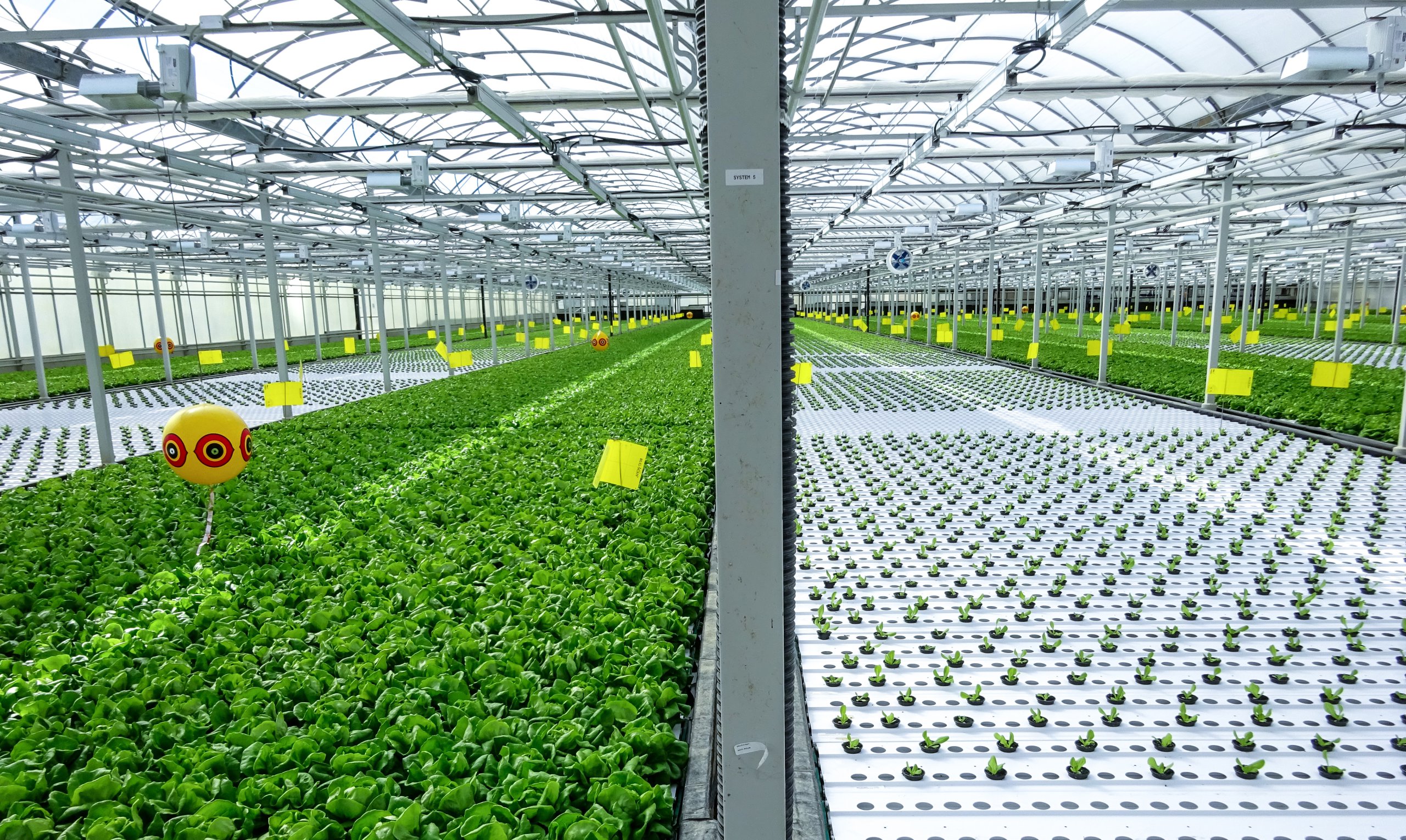 deep water culture growing