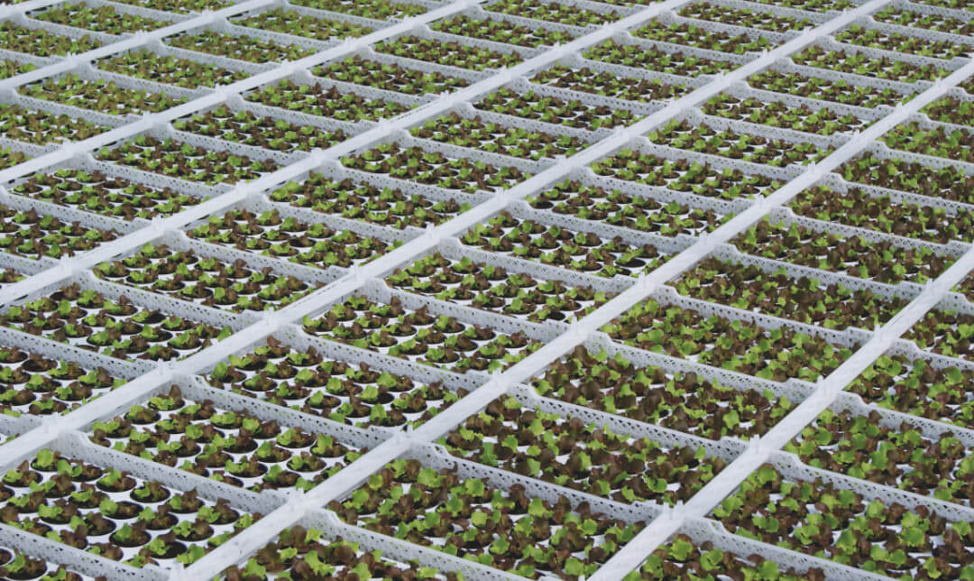 hydroponic greenhouse (DWC)