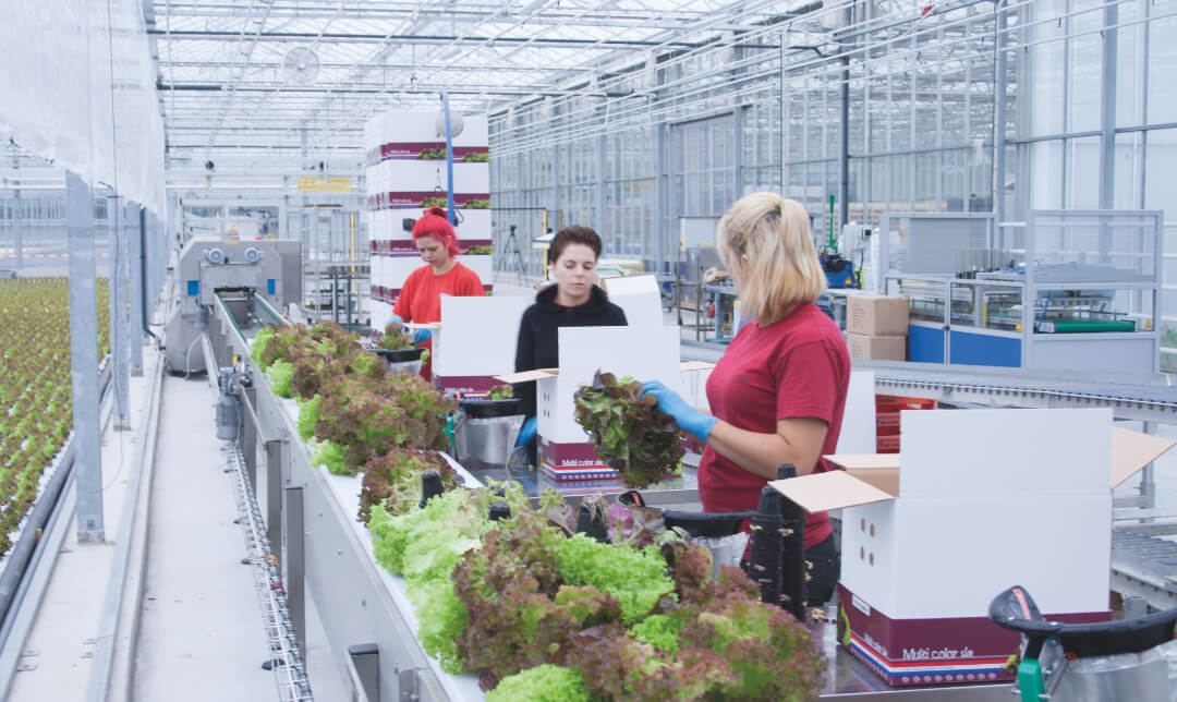 hydroponic lettuce growing