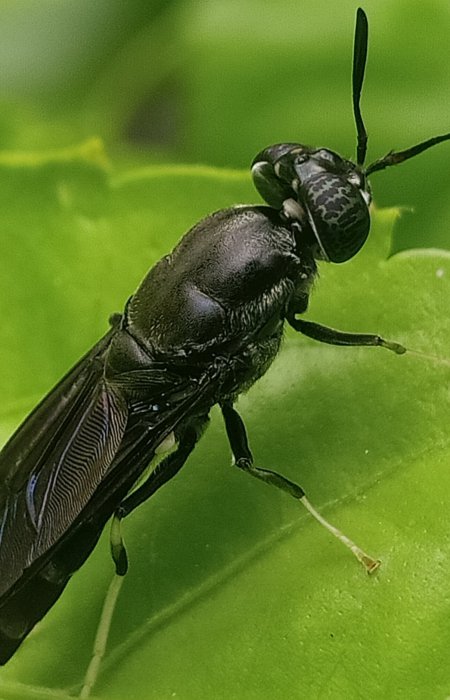 black soldier fly (BSF)