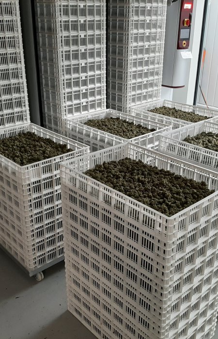cannabis drying chambers