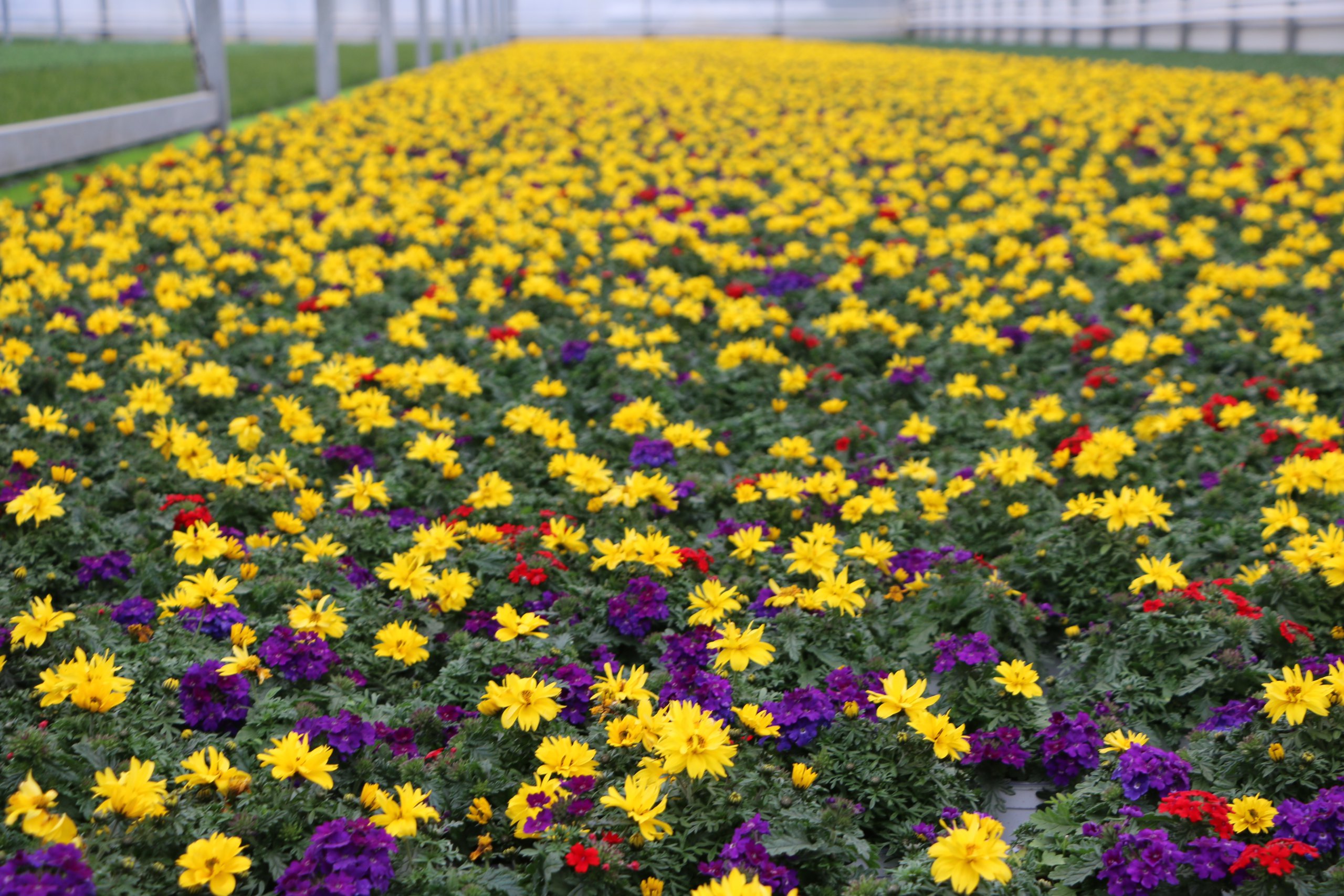 VMP Greenhouse Flowers