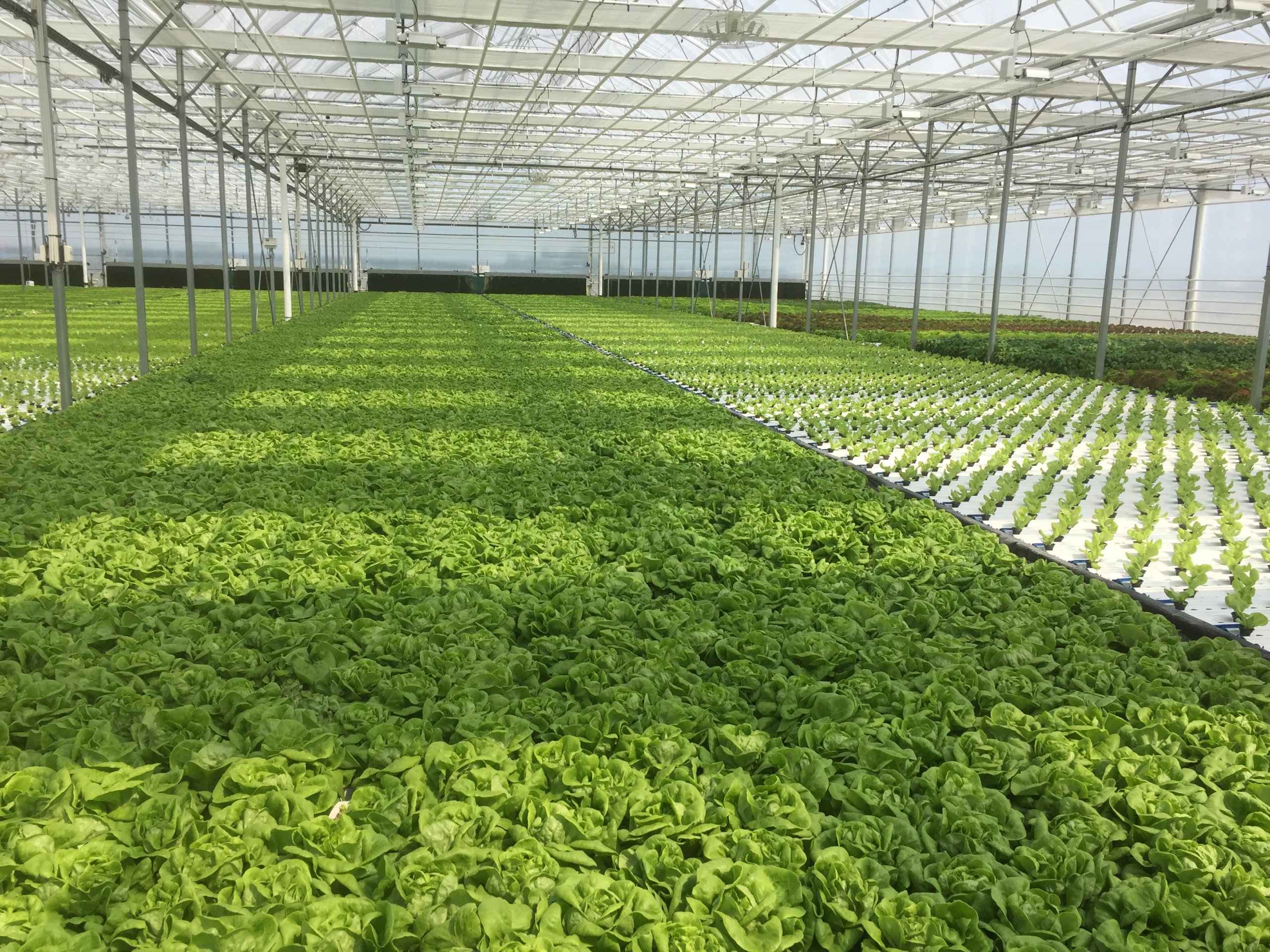 Deep water Culture Hydroponics 